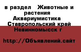  в раздел : Животные и растения » Аквариумистика . Ставропольский край,Невинномысск г.